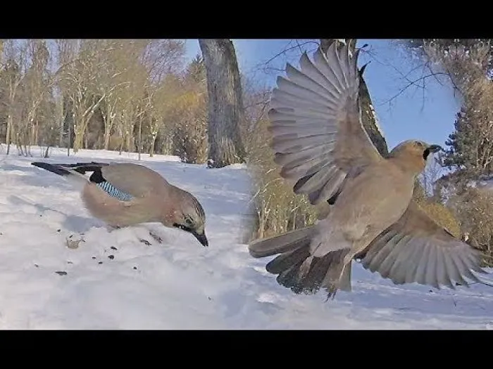 After 11 Years Jay Bird Said Hi To Europe. Scientists Rewrite The Books! Huge Discovery