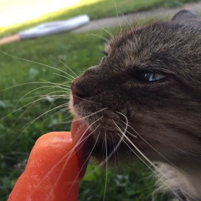 Mmmm Popsicle