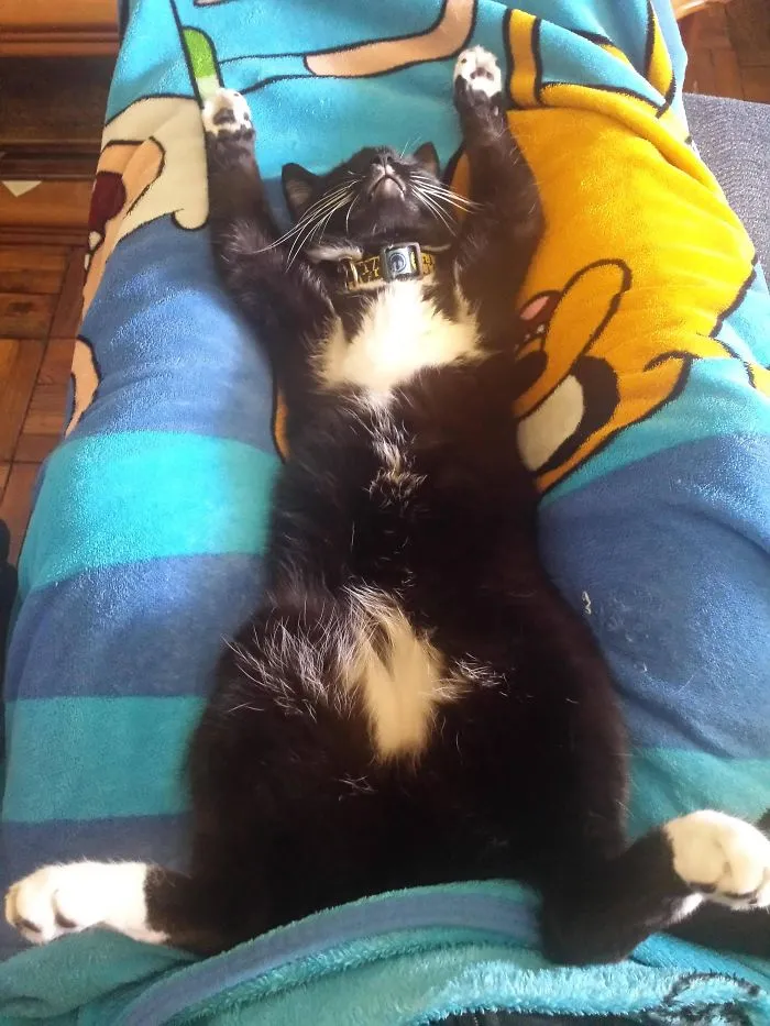 People Are Posting Pics Of Their Cats Stretching, And It’s Hilarious (198 Pics)