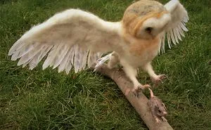 Barn Owl Catching A Mouse Sculpture