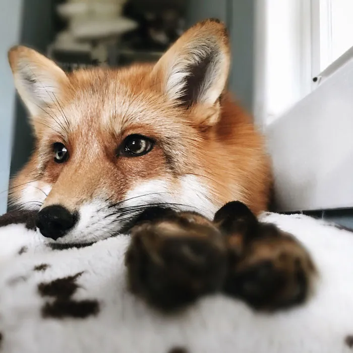 Here's What It's Like To Live With Juniper The World's Happiest Fox