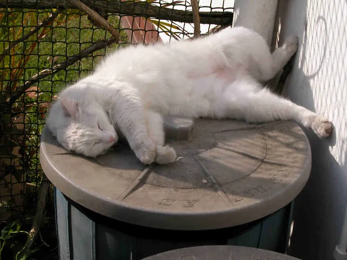 People Are Posting Pics Of Their Cats Stretching, And It’s Hilarious (198 Pics)