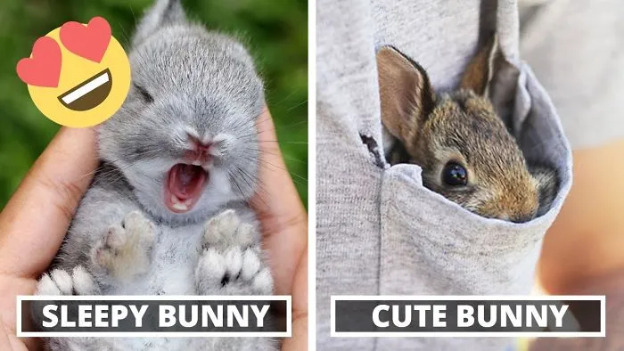 The Cutest Bunnies Ever