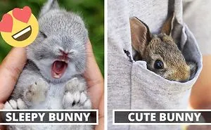 The Cutest Bunnies Ever