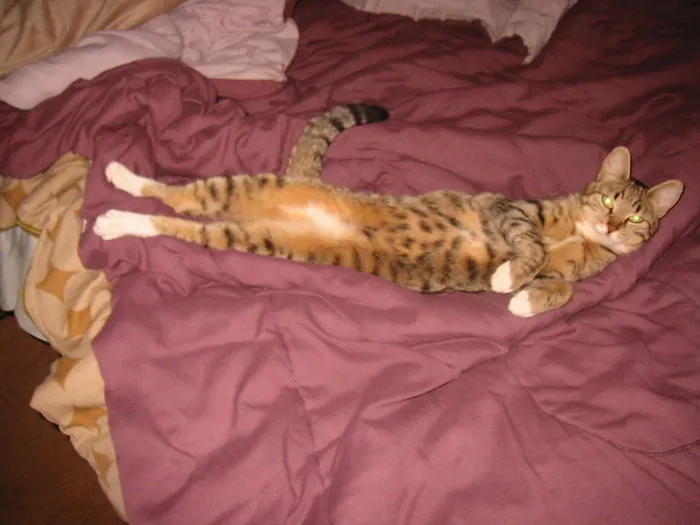 People Are Posting Pics Of Their Cats Stretching, And It’s Hilarious (198 Pics)