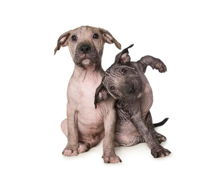 Los cachorros de Penny, que sufrían de sarna