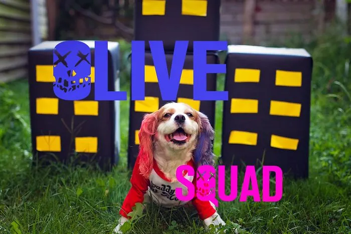 My Dog Thinks Shes Harley Quinn