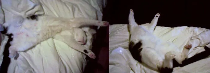 People Are Posting Pics Of Their Cats Stretching, And It’s Hilarious (198 Pics)