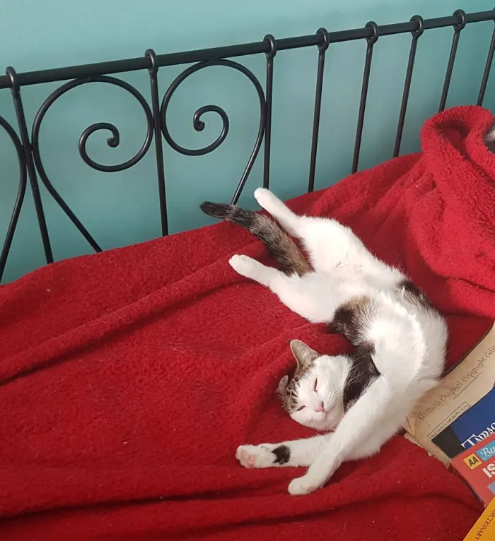 People Are Posting Pics Of Their Cats Stretching, And It’s Hilarious (198 Pics)