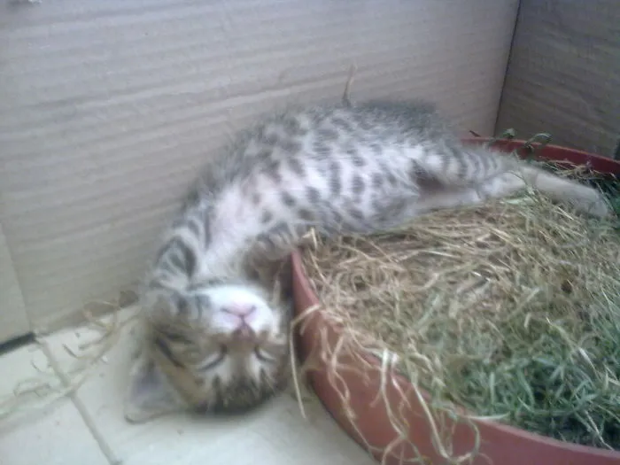 People Are Posting Pics Of Their Cats Stretching, And It’s Hilarious (198 Pics)