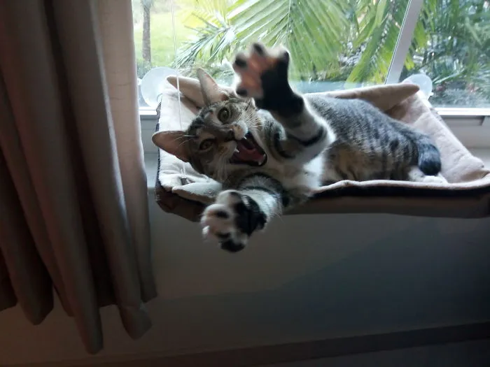 People Are Posting Pics Of Their Cats Stretching, And It’s Hilarious (198 Pics)