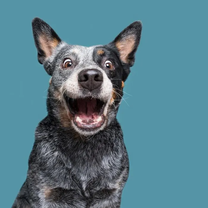 "Fido, You Are Adopted!"