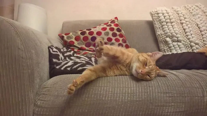 People Are Posting Pics Of Their Cats Stretching, And It’s Hilarious (198 Pics)