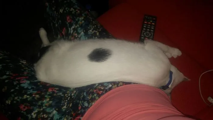 People Are Posting Pics Of Their Cats Stretching, And It’s Hilarious (198 Pics)