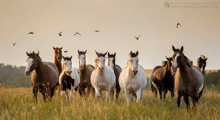 I Photographed The Feathered Guardians Of The Western Prairies