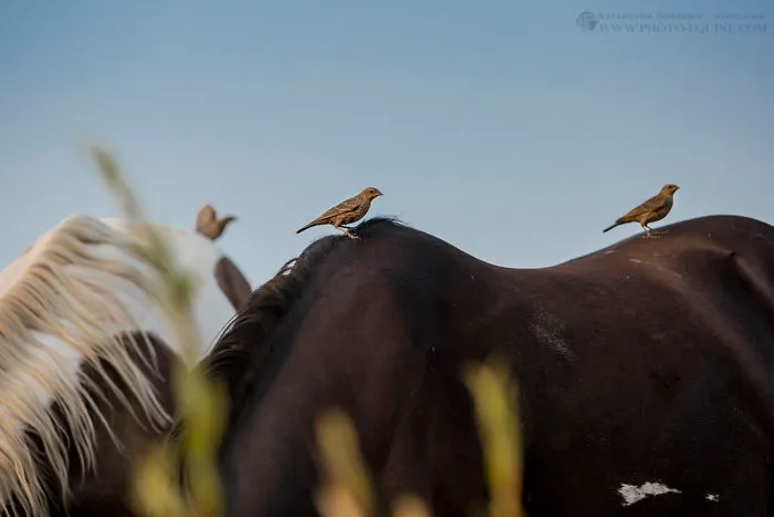 I Photographed The Feathered Guardians Of The Western Prairies