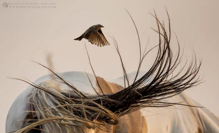 I Photographed The Feathered Guardians Of The Western Prairies