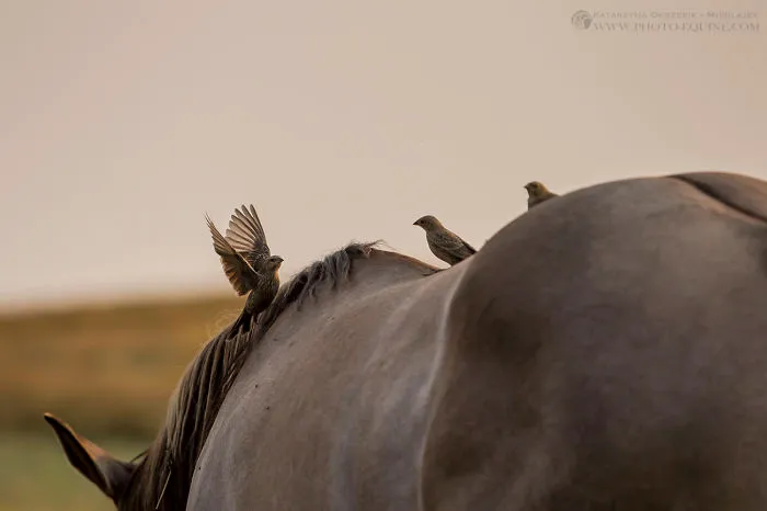 I Photographed The Feathered Guardians Of The Western Prairies