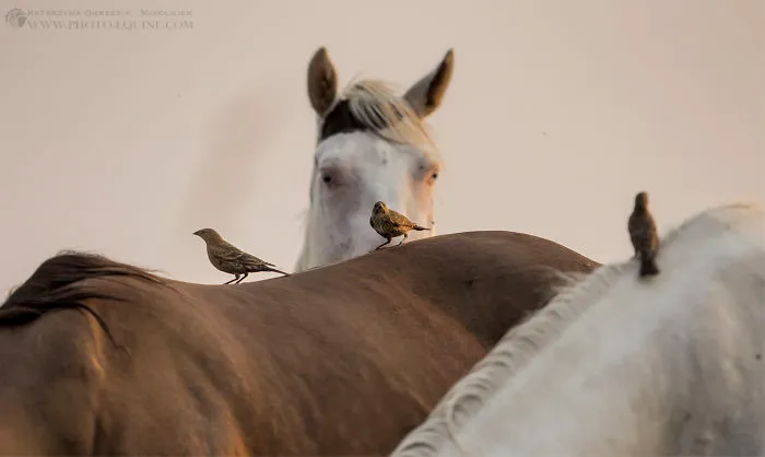 I Photographed The Feathered Guardians Of The Western Prairies