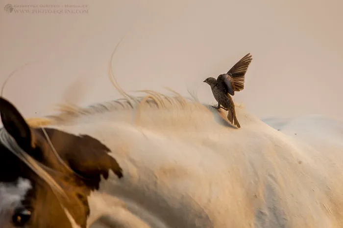 I Photographed The Feathered Guardians Of The Western Prairies