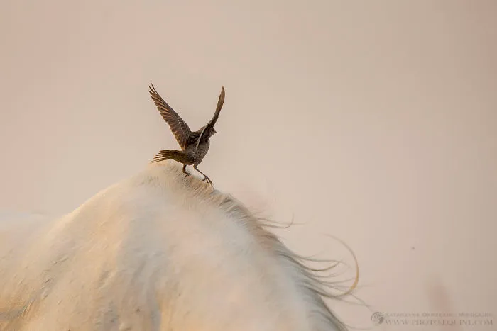 I Photographed The Feathered Guardians Of The Western Prairies