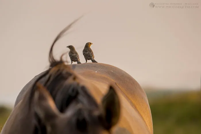 I Photographed The Feathered Guardians Of The Western Prairies