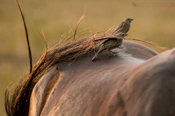 I Photographed The Feathered Guardians Of The Western Prairies