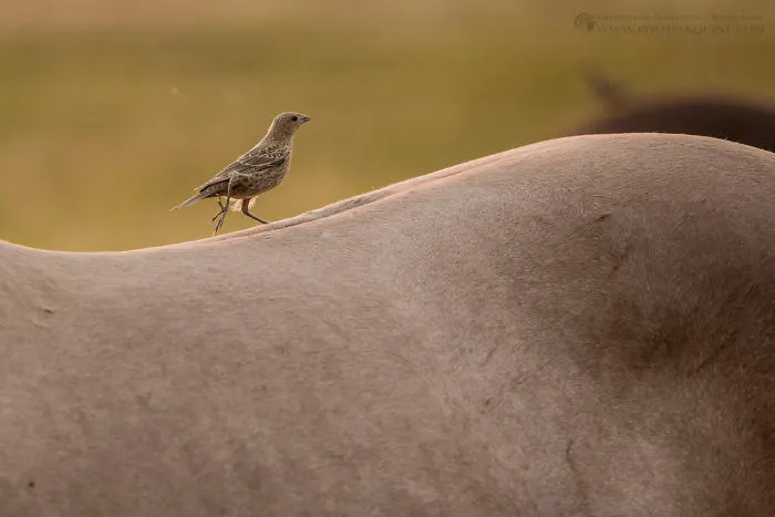 I Photographed The Feathered Guardians Of The Western Prairies