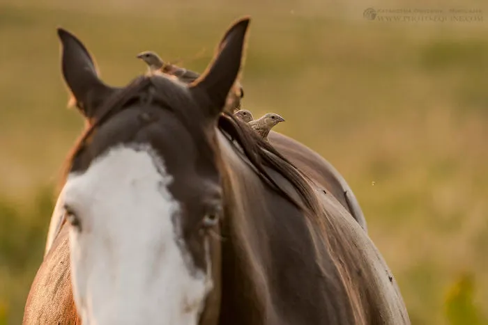 I Photographed The Feathered Guardians Of The Western Prairies