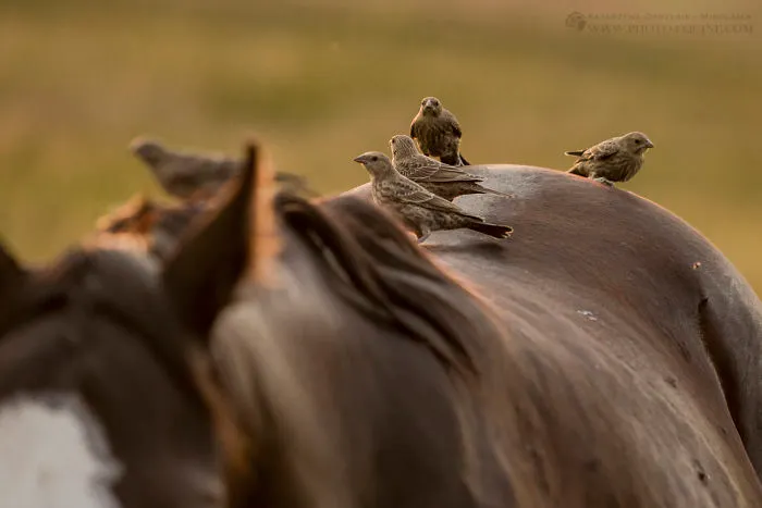 I Photographed The Feathered Guardians Of The Western Prairies