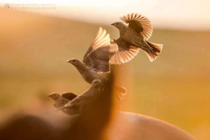 I Photographed The Feathered Guardians Of The Western Prairies