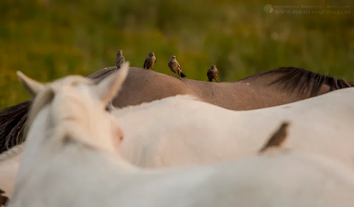 I Photographed The Feathered Guardians Of The Western Prairies