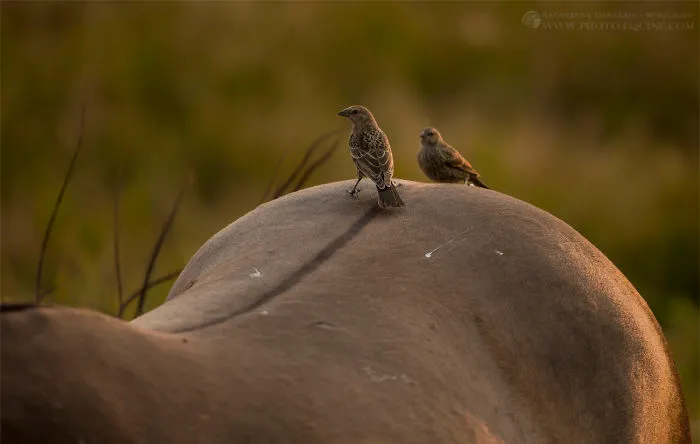 I Photographed The Feathered Guardians Of The Western Prairies