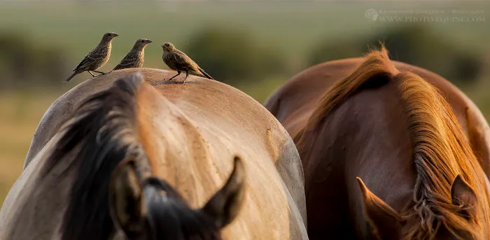 I Photographed The Feathered Guardians Of The Western Prairies