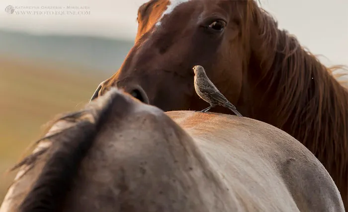 I Photographed The Feathered Guardians Of The Western Prairies