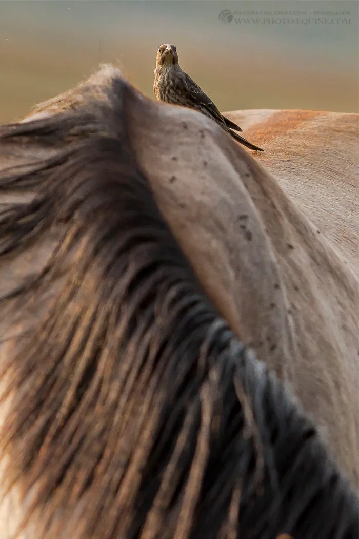 I Photographed The Feathered Guardians Of The Western Prairies