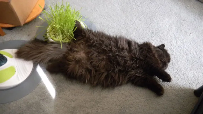 People Are Posting Pics Of Their Cats Stretching, And It’s Hilarious (198 Pics)
