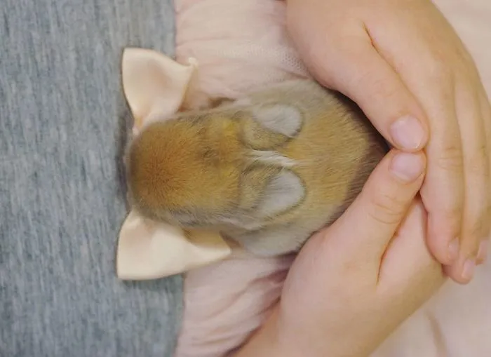 93 Handfulls Of Cute Baby Bunnies That Will Melt Your Heart