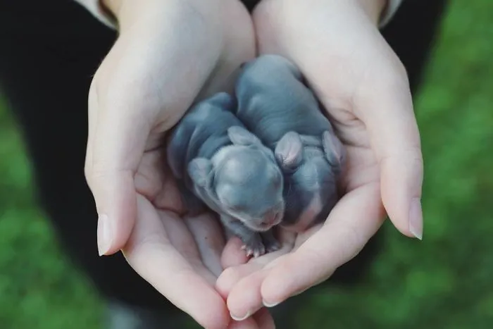 93 Handfulls Of Cute Baby Bunnies That Will Melt Your Heart