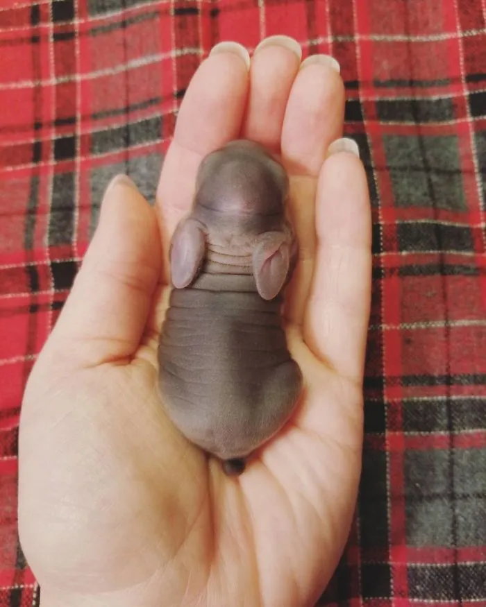 93 Handfulls Of Cute Baby Bunnies That Will Melt Your Heart