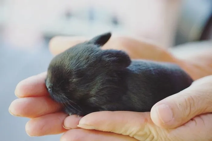 93 Handfulls Of Cute Baby Bunnies That Will Melt Your Heart