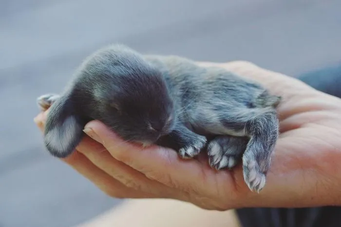 93 Handfulls Of Cute Baby Bunnies That Will Melt Your Heart