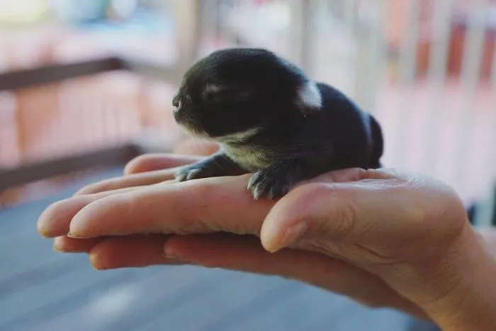 93 Handfulls Of Cute Baby Bunnies That Will Melt Your Heart