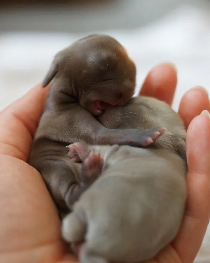 93 Handfulls Of Cute Baby Bunnies That Will Melt Your Heart