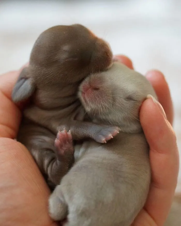 93 Handfulls Of Cute Baby Bunnies That Will Melt Your Heart