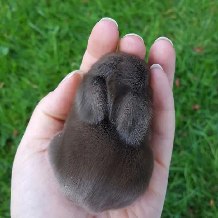 93 Handfulls Of Cute Baby Bunnies That Will Melt Your Heart