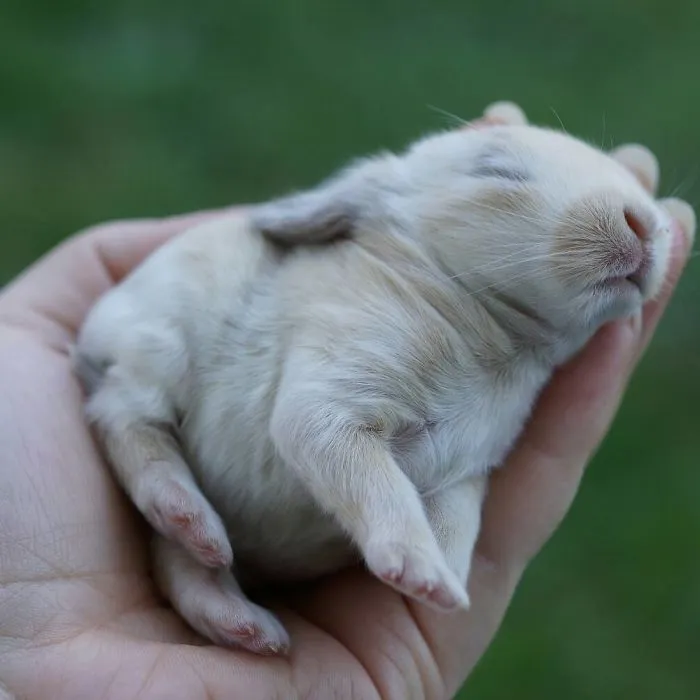 93 Handfulls Of Cute Baby Bunnies That Will Melt Your Heart