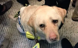 Blind Man Left In 'Tears' After Nobody Gave Up Their Seat For Him And His Guide Dog On The Train