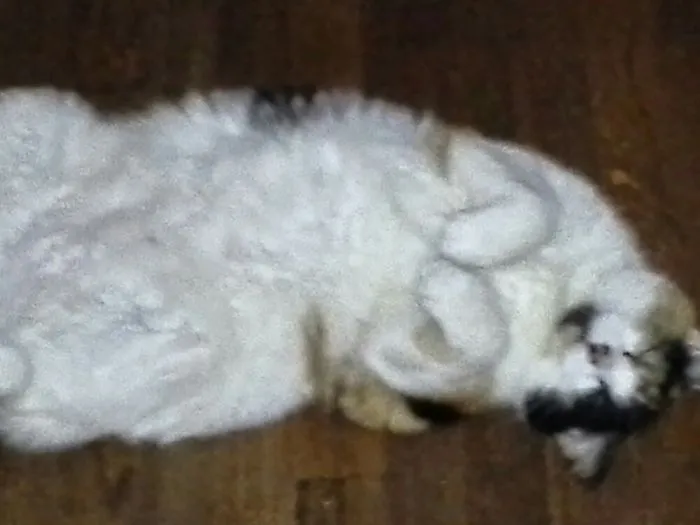 People Are Posting Pics Of Their Cats Stretching, And It’s Hilarious (198 Pics)