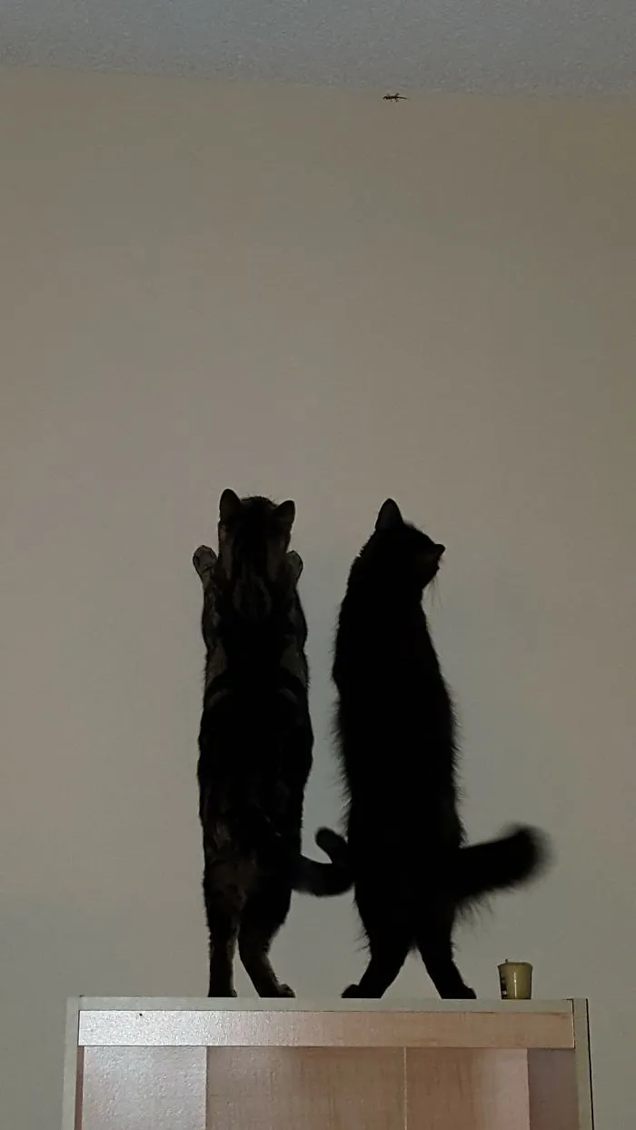 People Are Posting Pics Of Their Cats Stretching, And It’s Hilarious (198 Pics)